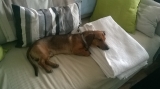 gazd�j�t keres� kutya