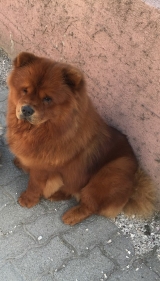 gazd�j�t keres� kutya